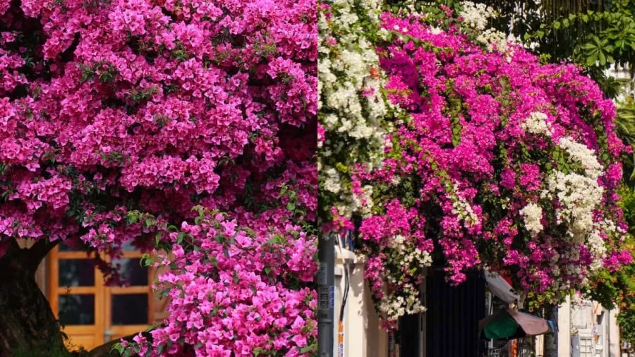 Hoa giấy: 4 bước nở đúng Tết khoa học